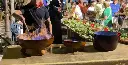Pote de Queimada Grandes por litros para eventos.webp
